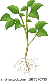 Showing plant with roots isolated on white background illustration