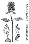 It is showing stem with flower which is known as Prunella vulgaris. The upper part of the stem with flowers, vintage line drawing or engraving illustration.