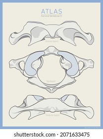 Shown Here is the First Cervical Vertebra. Atlas C1. Anterior, Posterior and Top View. Illustration for Education or Study. Anatomy on English