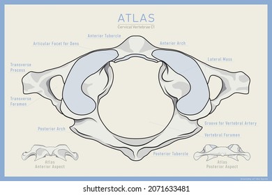 Shown Here is the First Cervical Vertebra. Atlas C1. Anterior, Posterior and Top View. Illustration for Education or Study. Anatomy on English