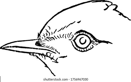 Shown here is the medium-sized passerine bird, Alauda arborea species, Lark's face with distincteyes and sharp pointed bills with which they dig to uncover food, vintage line drawing or engraving.