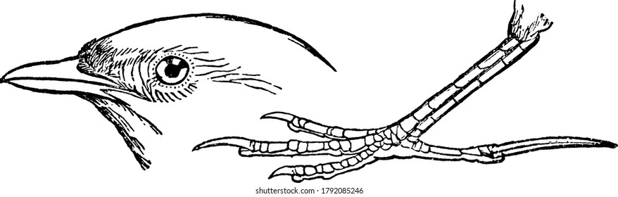 Shown here is the medium-sized passerine bird, Alauda arvensis species, Lark's face with distincteyes and bills with which they dig to uncover food; and foot with long hind claws, vintage line drawing