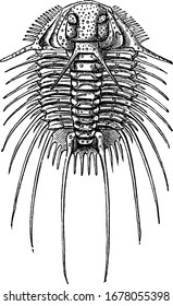 Shown here is a trilobite in spiny forms that evolved until the end of the Devonian period, Acidaspid Dufrenogi from Silurian rocks of Bohemia, vintage line drawing or engraving illustration.