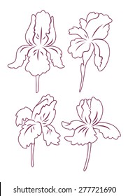 Shown iris flower