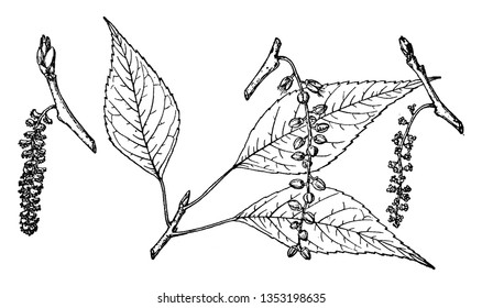 It shows a branch with leaves on it, a species of poplar. It is a large tree, growing to a height of 30 meters (98 ft) to 50 meters (160 ft) which makes it the largest poplar species in the Americas