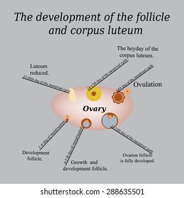 It shows the development of ovarian follicle and corpus luteum. Vector illustration on a gray background.