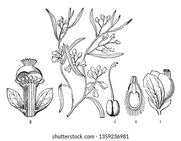 It shows different stages of flowers like stamens; part of a ready seed; in the middle is the living things in the early stages (before birth); at the top part shows the true base as Caruncula vintage