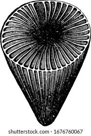 it shows image of zaphrentis radiate, it is of conical shape from downside and having lines on it, vintage line drawing or engraving 