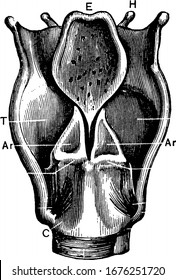 Mostra, T, cartilagem tireoide: C, cartilagem cricoide; Tr, traqueia; H, osso hioide; E, epiglote; I, articulação da cartilagem tireoide; Ar, cartilagem aritenoide, vintage desenho de linha ou gravura ilustração.