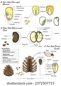 Muestra tres tipos diferentes de semillas, a saber, semillas de maíz, semillas de coníferas, semillas de Bean y las funciones de sus partes. Se puede usar para temas como biología o afiches educativos.