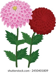 The showy dahlia is a beautiful flower that looks best in bright sunlight. Heat tolerant, hardy and easy to grow