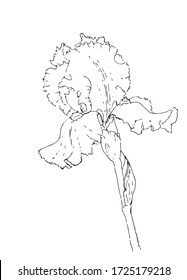 Showy Iris flower isolated. Hand drawn line art illustration. Design element for wedding invitation card, gift paper, textile, fabric - Vector