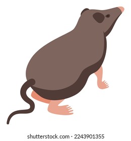 Shrew animal icon isometric vector. African mammal. Nature mouse