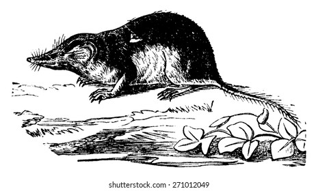 Shrew or shrew mouse, vintage engraved illustration. Natural History of Animals, 1880.
