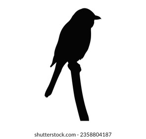 Shrike bird on branch, black silhouette.
