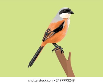 shrike birds perched on branches