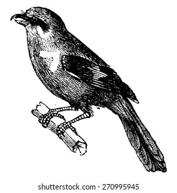 Shrike, vintage engraved illustration. Natural History of Animals, 1880.
