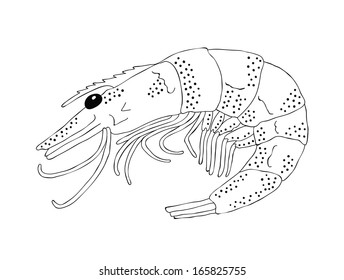 shrimp