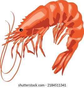 
Shrimp art in vectors style