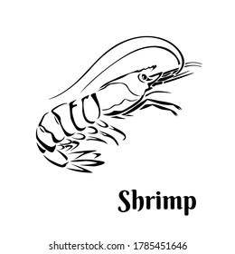 Shrimp black and white outline. Vector illustration.