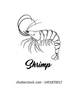 Shrimp black and white vector illustration. Marine life hand drawn monochrome sketch. Crustacean animal engraving. Seafood restaurant logo. Fresh prawns store poster, banner design element