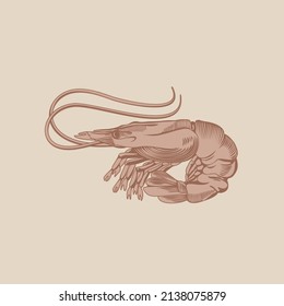 Shrimp in brown colors. Vector illustration.