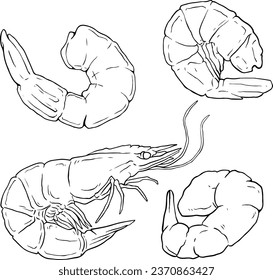 Shrimp cocktail drawing on a white background. seafood for a party or dinner at a restaurant serving food from the sea. Hand drawn seafood illustration. Prawn. line vector