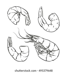 Shrimp cocktail drawing on a white background. seafood for a party or dinner at a restaurant serving food from the sea. Hand drawn seafood illustration. Prawn.