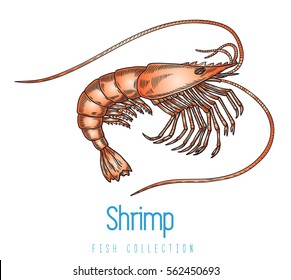 Shrimp color vector ornate illustration, Realistic vector illustration. Suitable for graphic and packaging design, educational examples, etc.