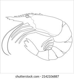 Shrimp coloring book  vector linear picture for coloring. Sea animal - shrimp for marine coloring book.