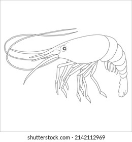 Shrimp coloring book  vector linear picture for coloring. Sea animal - shrimp for marine coloring book.