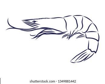 Shrimp contour, vector illustration 