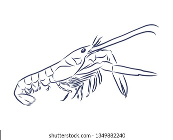 Shrimp contour, vector illustration 