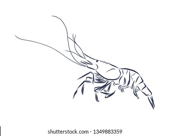 Shrimp contour, vector illustration 