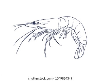 Shrimp contour, vector illustration 