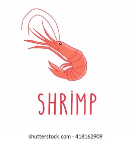 Shrimp. Cute Vector Illustration isolated on white background.