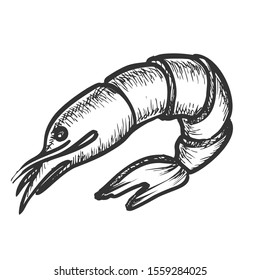Shrimp Delicious Sea Animal Monochrome Vector. Fresh Or Boiled Shellfish, Prawn Or Shrimp. Crustacean Engraving Concept Template Hand Drawn In Vintage Style Black And White Illustration