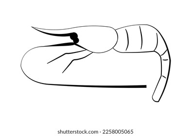 Shrimp Design Line Vector in Black Color for Icon, Logo, Sign, Symbols, Element.