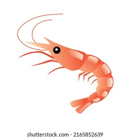 Shrimp drawing, fresh sea food on white background. Vector illustration.