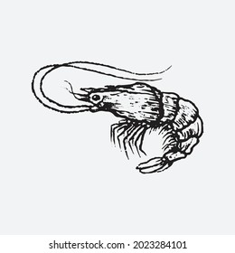 Shrimp drawing illustration. Creative design.