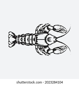 Shrimp drawing illustration. Creative design.