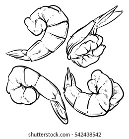 Shrimp drawing on a white background. seafood for a party or dinner. Hand drawn outline seafood illustration. Prawn.