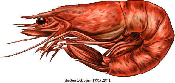 shrimp drawing sea animal vector illustration