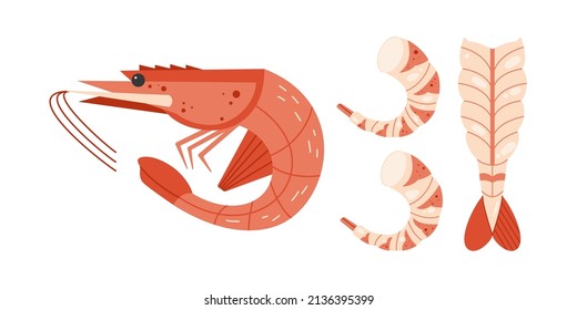 Shrimp elements set. Seafood without shell, meat. Illustration of snack and ocean symbol. Geometric vector illustration