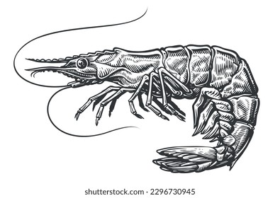 Shrimp engraving style sketch. Whole prawn, seafood hand drawn vector illustration
