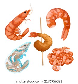 shrimp fish seafood set cartoon. pawn, fresh red, cooked food, shelfish pink shrimp fish seafood vector illustration