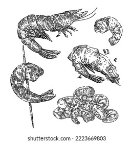 shrimp fish seafood set hand drawn vector. pawn, fresh red, cooked food, shelfish pink shrimp fish seafood shrimp fish seafood sketch. isolated black illustration