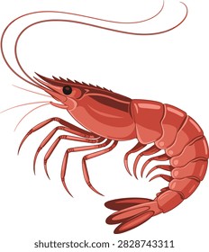 Shrimp fish vector on white background.