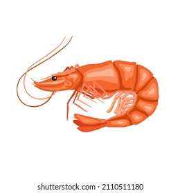 Shrimp. Fresh beautiful pink shrimp. Detailed drawing of seafood. Icon, clipart for website, app about healthy food, delicatessen, sushi, Japanese cuisine.  Vector flat illustration, cartoon style.