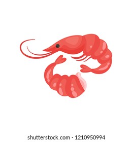 Shrimp fresh seafood vector Illustration on a white background